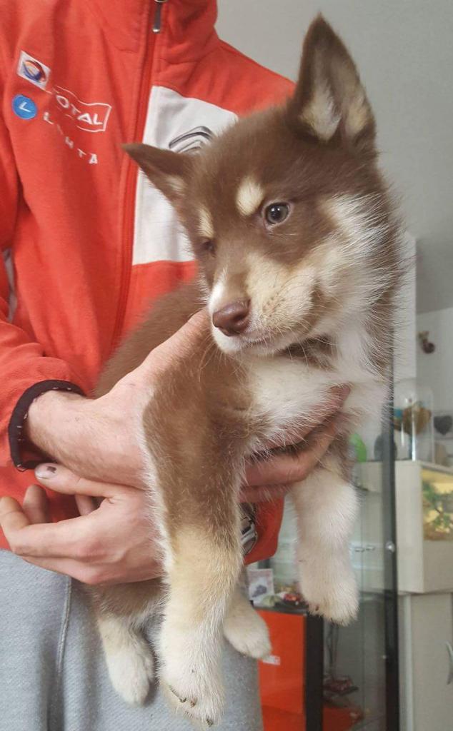 chiot Husky  d'un client Croc 12 disponible