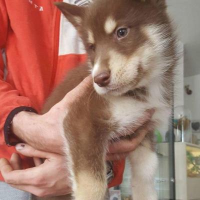 chiot Husky  d'un client Croc 12 disponible